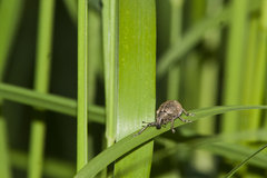 Liophloeus tessulatus
