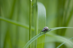 Liophloeus tessulatus