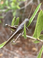 Schistocerca rubiginosa