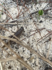 Schistocerca rubiginosa