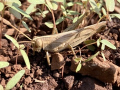 Schistocerca camerata