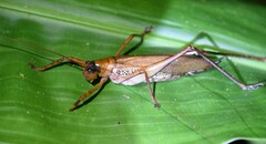 Ischnomela pulchripennis