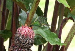 Saucerottia saucerottei