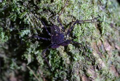 Phrynus operculatus