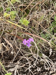 Verbena pulchella