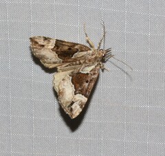 Hypena palparia