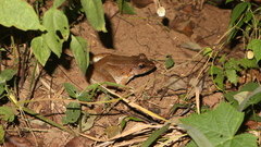 Limnonectes macrodon