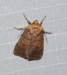 Orthodes cynica