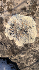 Protoparmeliopsis muralis