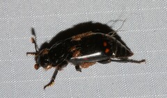 Nicrophorus pustulatus