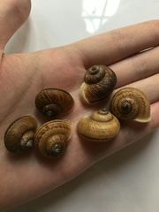 Cyclophorus punctatus