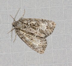 Acronicta fragilis