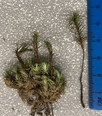 Polytrichum pallidisetum