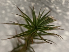 Polytrichum pallidisetum