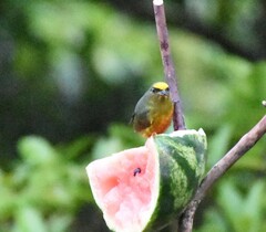 Euphonia gouldi