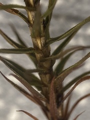 Polytrichum pallidisetum