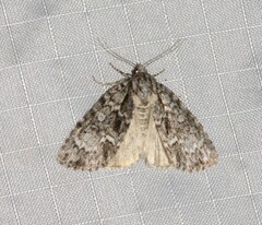 Acronicta fragilis