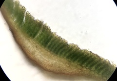 Polytrichum pallidisetum