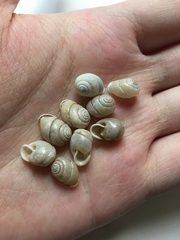 Haploptychius sinensis