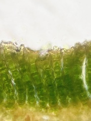 Polytrichum pallidisetum