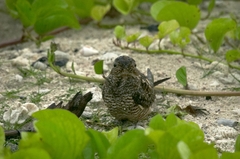 Chordeiles gundlachii