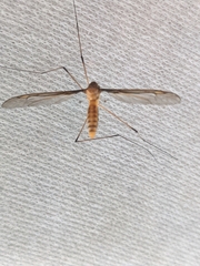 Leptotarsus clavatus