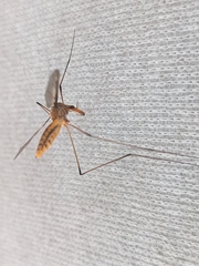 Leptotarsus clavatus