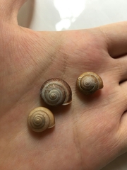 Bradybaena similaris