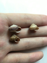 Bradybaena similaris