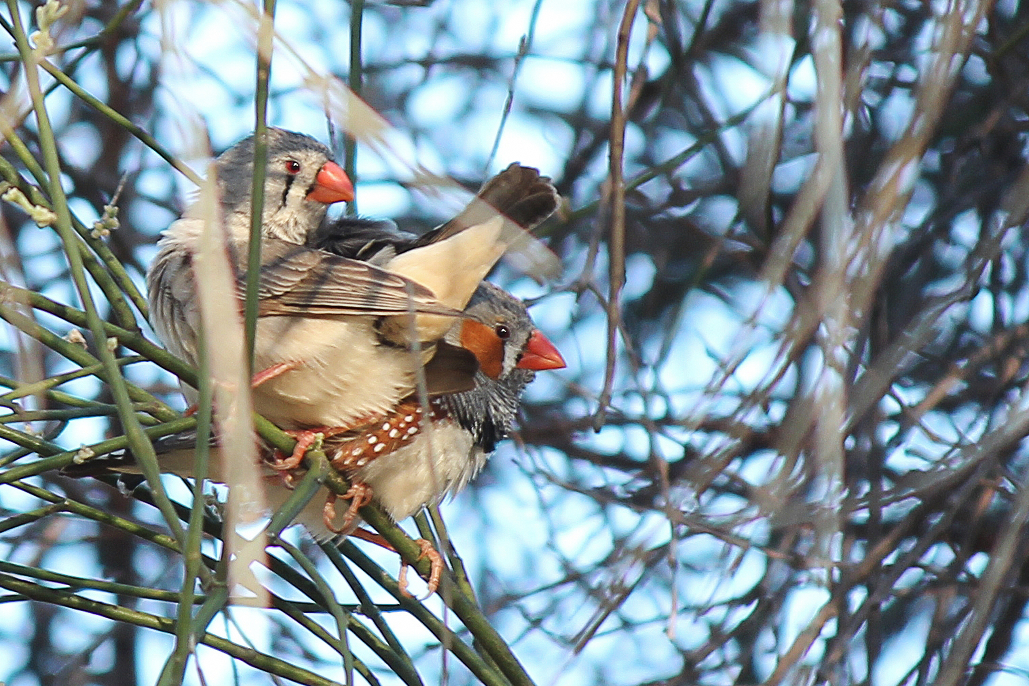 Zebra Finch