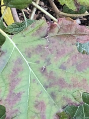 Cercospora hydrangeae