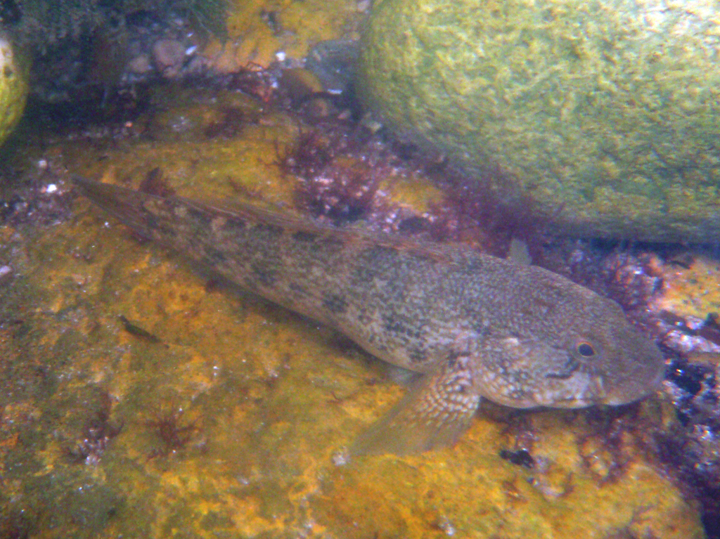 Mushroom Goby