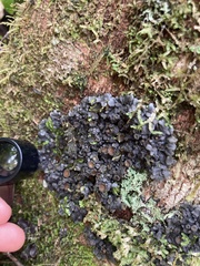 Physma
