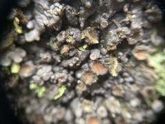 Physma