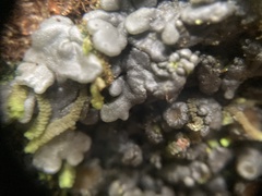 Physma