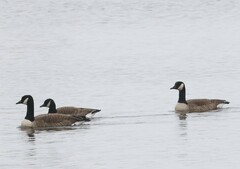 Branta canadensis parvipes