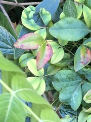 Pseudocercospora nandinae