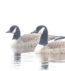 Branta canadensis parvipes