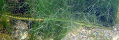 Syngnathus typhle