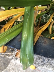 Ophiomyia kwansonis