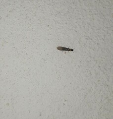 Kalotermes flavicollis