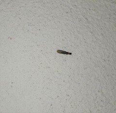 Kalotermes flavicollis