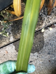 Ophiomyia kwansonis