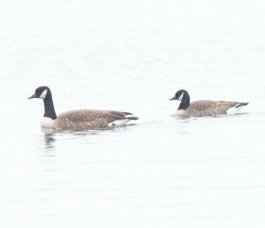 Branta canadensis parvipes
