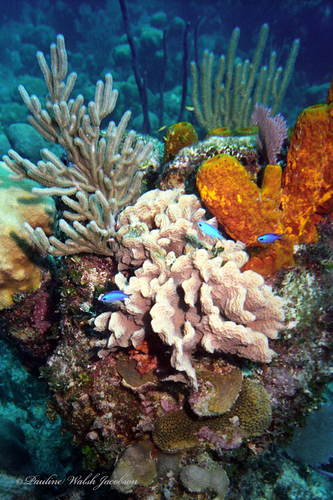 Azurina cyanea