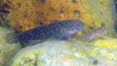 Mushroom Goby photo 2