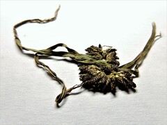 Cyperus fuscus