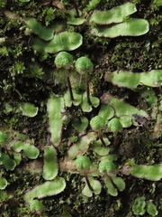 Asterella