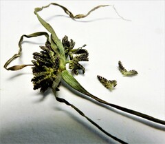 Cyperus fuscus