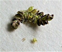 Cyperus fuscus